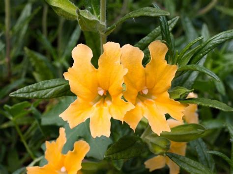 猴子千字图|monkey flower